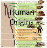 Human Origins